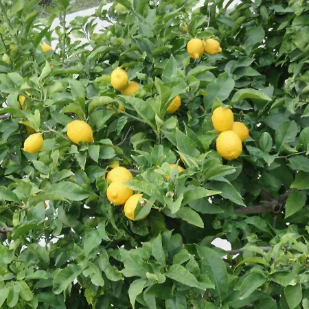 Hvar 11427a Апартаменты Хвар