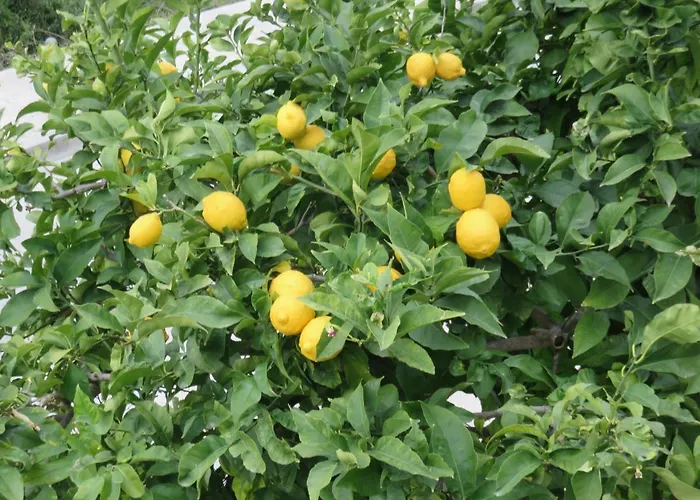 Hvar 11427a Apartamento Hvar Town